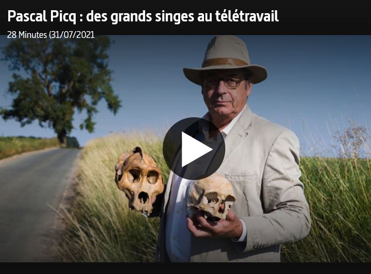 You are currently viewing « Les grands singes au télétravail » (ARTE)